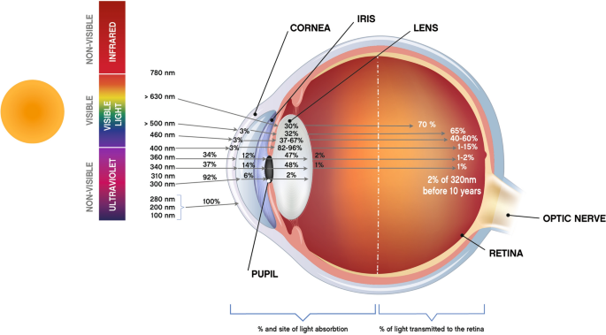 
Filtering all light: how does blue light harm to your eye