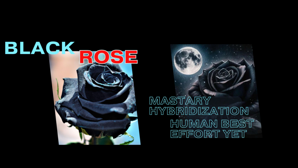 Black Roses: Meaning From Hybridization To Symbolism