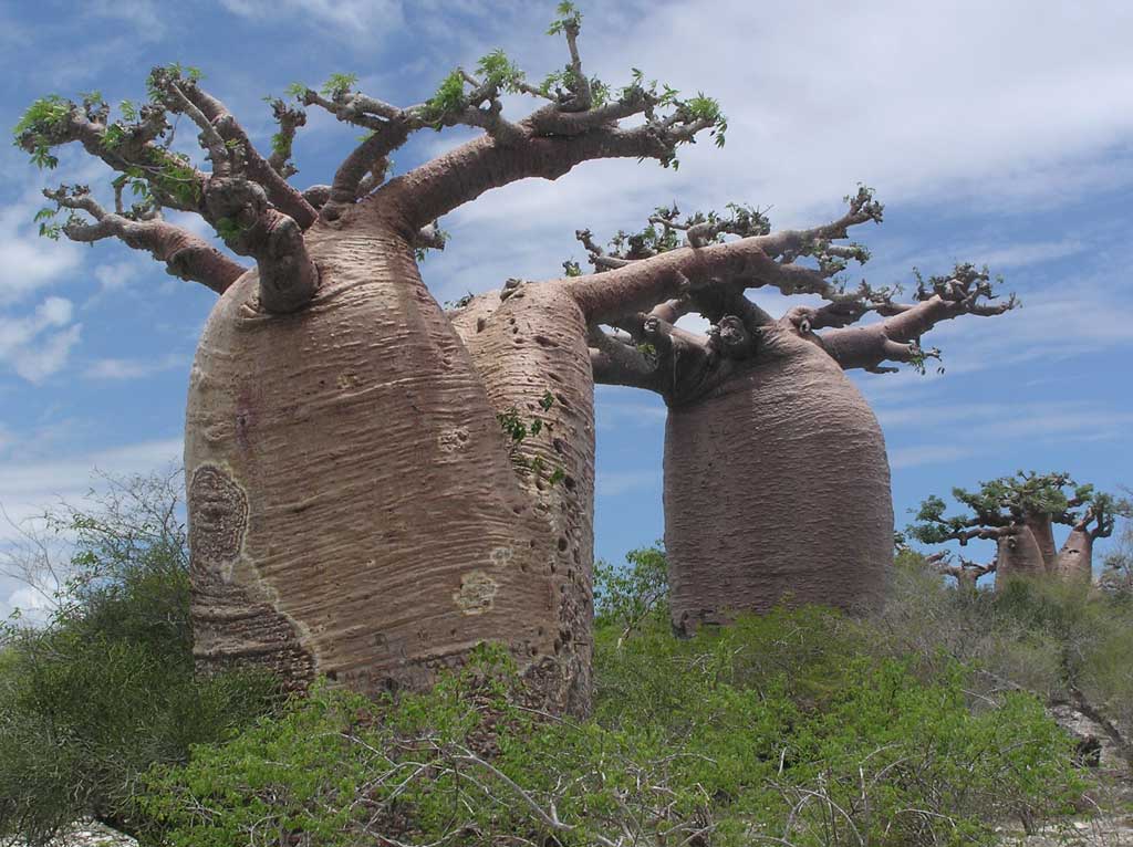 Baobab Trees: The Lifesaving Giants Of Madagascar