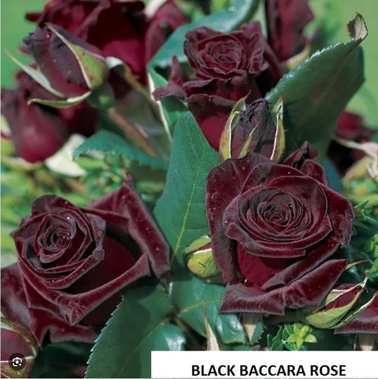 Black Baccara Rose