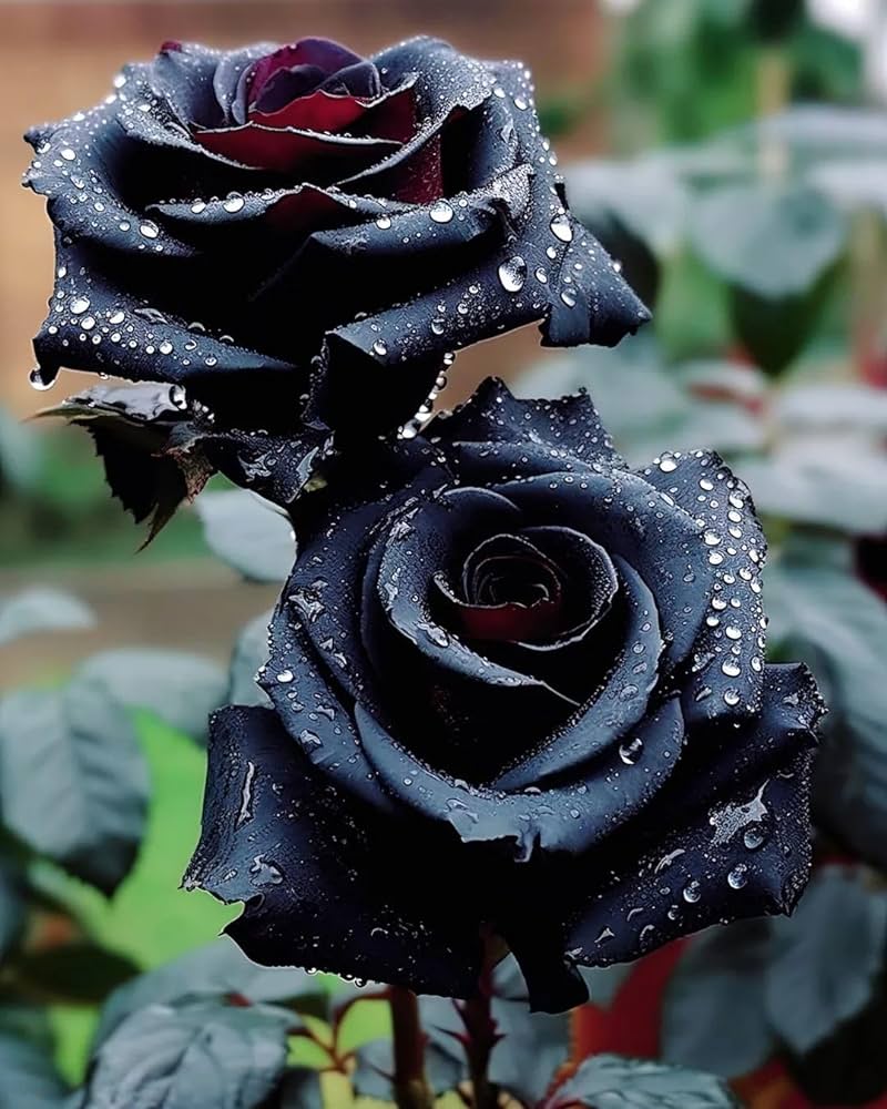 Black Beauty Rose