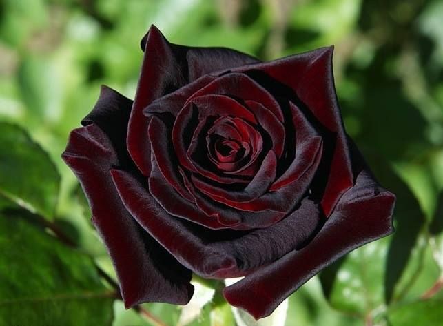 Black Rose Meaning, Black Cherry 
Rose