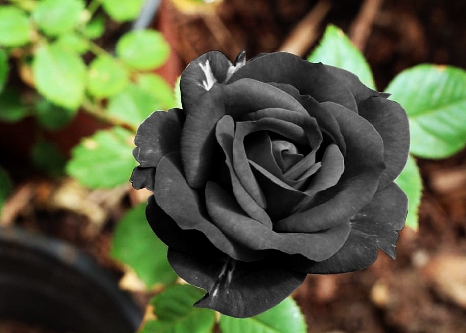 Black Jade Rose