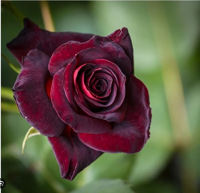 Black Masic Rose