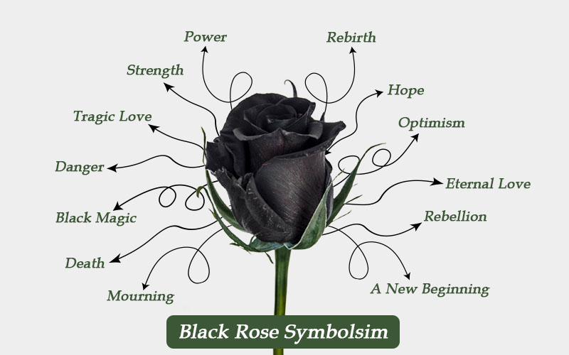 Discover The Meaning Of Black Roses: A Symbolic Flower