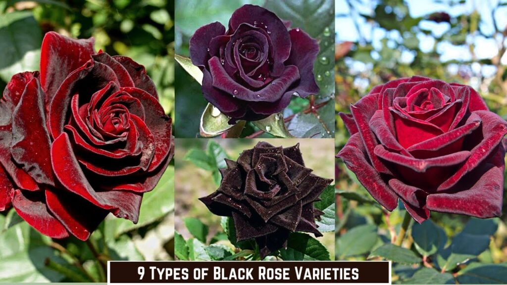 Black Velvet Rose