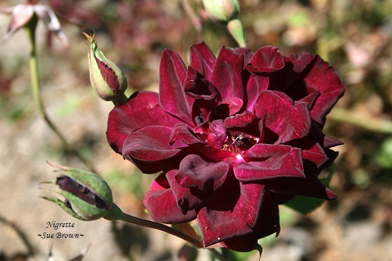 Black Nigrette Rose