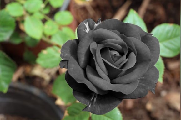 Unveiling What The Black Roses Meaning