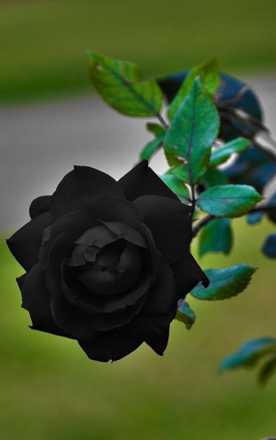 The Fascinating History And Symbolism Of Black Roses