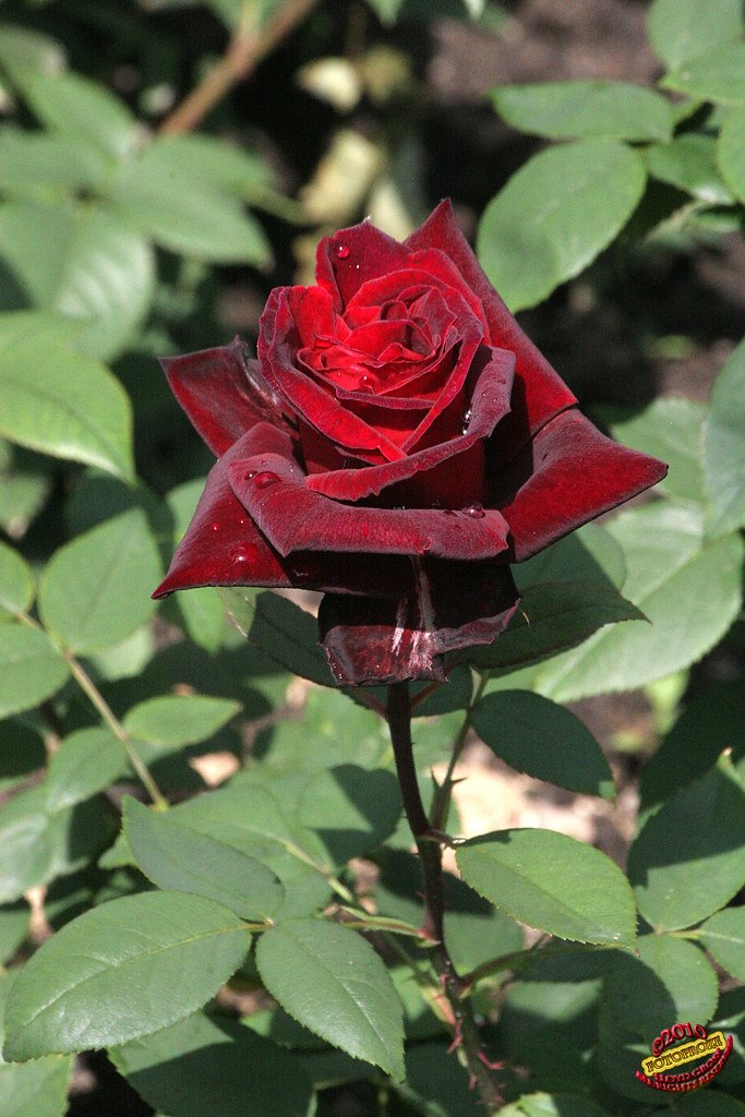 Black  Taboo Rose