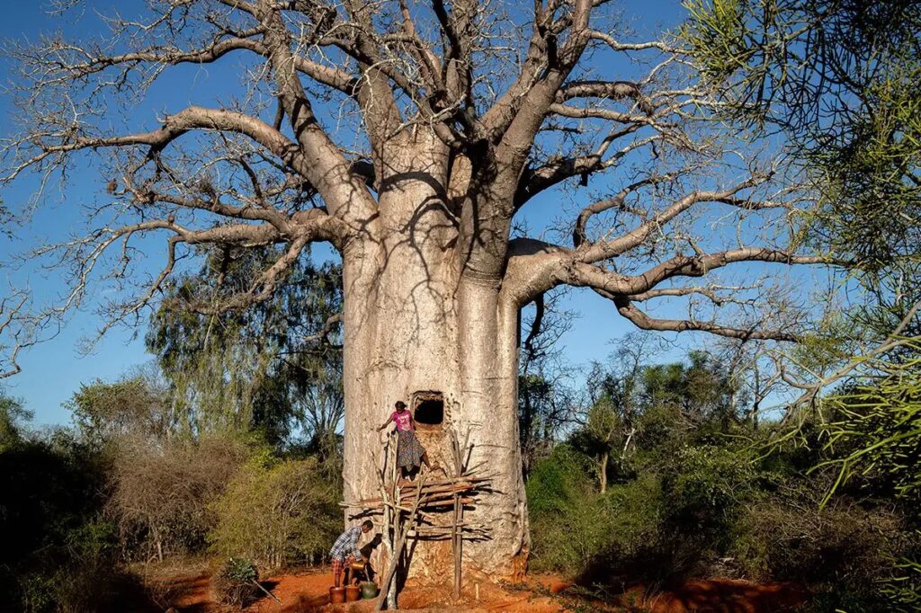 Baobab Trees: Africa’s Natural Water Reservoirs