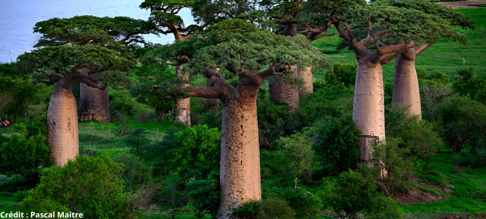 The Fascinating Story Of Baobab Trees In Africa