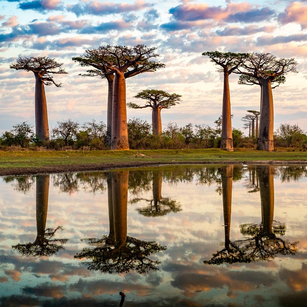 The Incredible Baobab Tree: A Natural Marvel