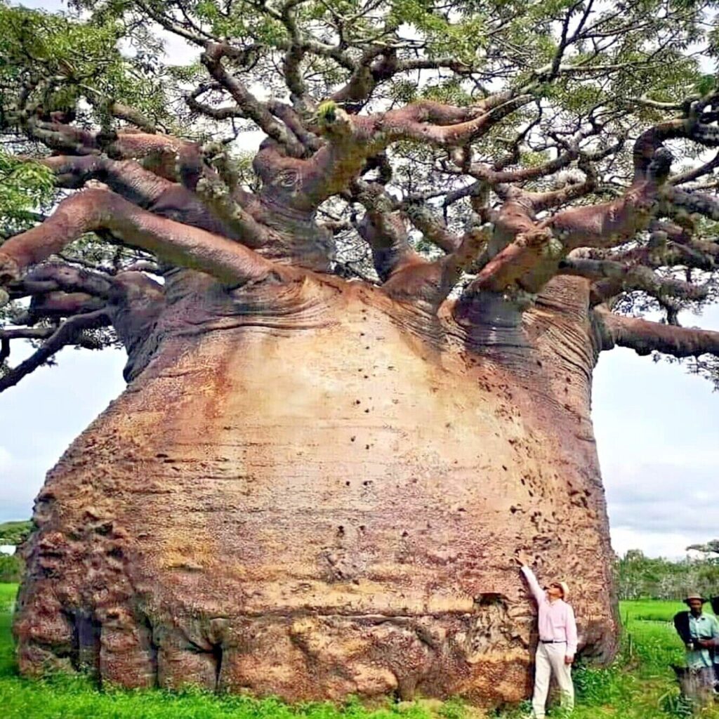 Baobab Trees: The Giant Trees Of Africa