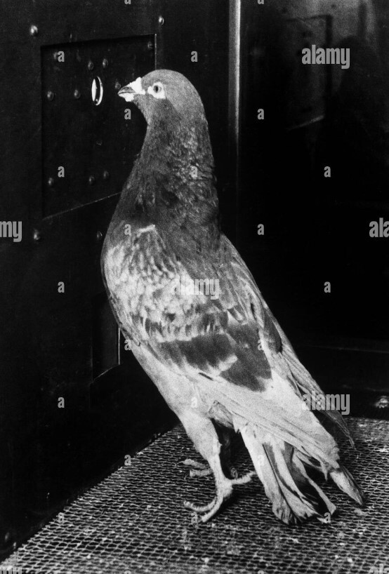 Discover Skinner'S Wwii Pigeon-Guided Missile Innovation