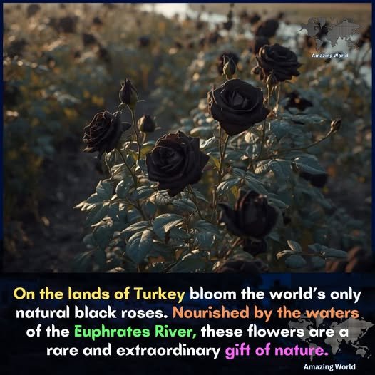 Rare Black Roses &Amp; More Heartwarming Stories Of Nature