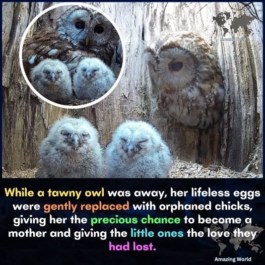 Heartwarming Stories: An Owl’s Journey To Motherhood