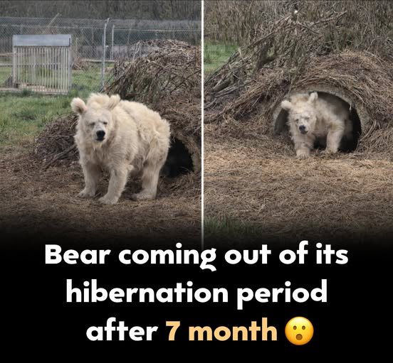 Power Of Authenticity The Idea That Dreams Are Memories From Another Life In A Distant Galaxy Is A Beautiful Thought, But It Belongs More To Philosophy Than Science. Neuroscience Shows That Dreams Are Created By The Brain During Sleep, Using Pieces Of Memory, Emotion, And Imagination. During Rem Sleep, Neural Pathways Linked To Real Experiences And Feelings Become Active And Start Mixing Together.