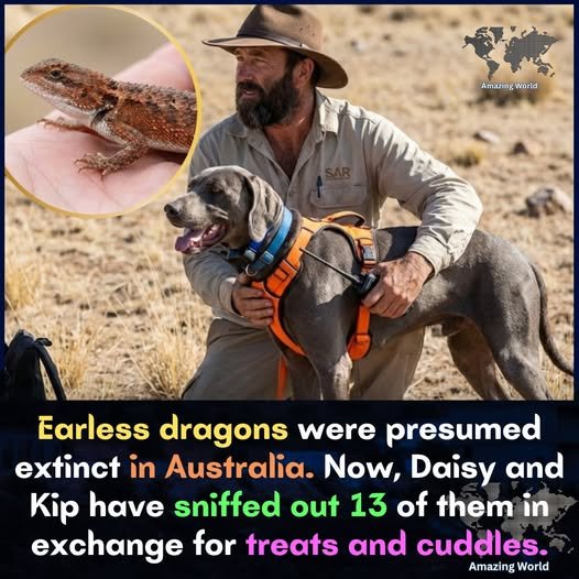 Wildlife Conservation People Thought Earless Dragons Were Gone From Australia Forever. For Years No One Could Find Them, And Many Feared The Little Lizards Had Vanished. The Idea That A Whole Species Might Disappear Made Nature Lovers And Scientists Very Sad And Worried. Wildlife Conservation: Saving Australia’s Rare Earless Dragons