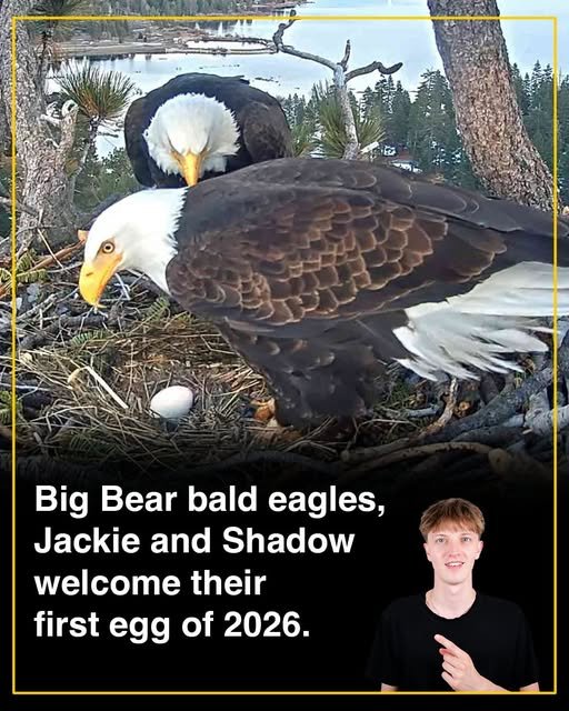 Wildlife Conservation People Thought Earless Dragons Were Gone From Australia Forever. For Years No One Could Find Them, And Many Feared The Little Lizards Had Vanished. The Idea That A Whole Species Might Disappear Made Nature Lovers And Scientists Very Sad And Worried. Heartwarming Success: Why Wildlife Conservation Needs Our Help